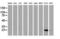 Heat Shock Protein Family B (Small) Member 8 antibody, LS-C784676, Lifespan Biosciences, Western Blot image 
