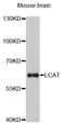 Lecithin-Cholesterol Acyltransferase antibody, abx126083, Abbexa, Western Blot image 