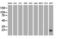 PYD And CARD Domain Containing antibody, LS-C336917, Lifespan Biosciences, Western Blot image 