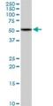 HBS1 Like Translational GTPase antibody, H00010767-D01P, Novus Biologicals, Western Blot image 