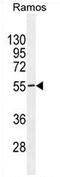 Testis Specific 10 Interacting Protein antibody, AP54371PU-N, Origene, Western Blot image 