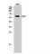 Leucine Rich Alpha-2-Glycoprotein 1 antibody, LS-C384376, Lifespan Biosciences, Western Blot image 