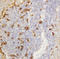 Amylase Alpha 1C (Salivary) antibody, LS-C312644, Lifespan Biosciences, Immunohistochemistry paraffin image 