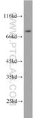 ERCC Excision Repair 2, TFIIH Core Complex Helicase Subunit antibody, 10818-1-AP, Proteintech Group, Western Blot image 