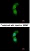 Tripartite Motif Containing 32 antibody, NBP1-33737, Novus Biologicals, Immunofluorescence image 