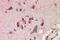 F-Box And Leucine Rich Repeat Protein 2 antibody, GTX17018, GeneTex, Immunohistochemistry paraffin image 