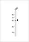 Thymocyte Selection Associated Family Member 2 antibody, 64-181, ProSci, Western Blot image 