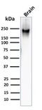 Neurofilament Heavy antibody, NBP2-33062, Novus Biologicals, Western Blot image 