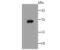 Interleukin 7 antibody, NBP2-67277, Novus Biologicals, Western Blot image 