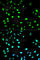 Cell Division Cycle 20 antibody, A1231, ABclonal Technology, Immunofluorescence image 