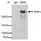 Tumor Protein P53 Binding Protein 1 antibody, NB100-304, Novus Biologicals, Immunoprecipitation image 