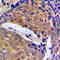 Cystatin-beta antibody, LS-C352073, Lifespan Biosciences, Immunohistochemistry paraffin image 