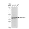H2AFY antibody, GTX03241, GeneTex, Western Blot image 