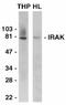 Interleukin 1 Receptor Associated Kinase 1 antibody, LS-C249, Lifespan Biosciences, Western Blot image 