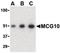 Poly(RC) Binding Protein 4 antibody, LS-B539, Lifespan Biosciences, Western Blot image 