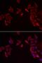 Receptor Activity Modifying Protein 3 antibody, orb247589, Biorbyt, Immunofluorescence image 