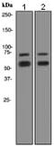 Lamin A/C antibody, ab108595, Abcam, Western Blot image 