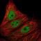 Armadillo Repeat Containing 5 antibody, NBP2-56232, Novus Biologicals, Immunofluorescence image 