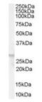 Free Fatty Acid Receptor 1 antibody, orb19022, Biorbyt, Western Blot image 