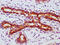 Forkhead Box O3 antibody, CSB-RA008836A253phHU, Cusabio, Immunohistochemistry frozen image 