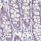 Actin Related Protein T2 antibody, PA5-52302, Invitrogen Antibodies, Immunohistochemistry frozen image 