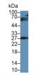 Insulin Like Growth Factor Binding Protein 4 antibody, LS-C663542, Lifespan Biosciences, Western Blot image 