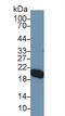 Apolipoprotein M antibody, LS-C292915, Lifespan Biosciences, Western Blot image 