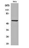 G3BP Stress Granule Assembly Factor 1 antibody, orb159526, Biorbyt, Western Blot image 