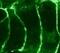 Cannabinoid Receptor 2 antibody, GTX23561, GeneTex, Immunofluorescence image 