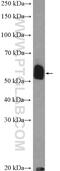 T-Box 22 antibody, 11133-1-AP, Proteintech Group, Western Blot image 