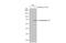 Enterovirus antibody, GTX124261, GeneTex, Western Blot image 