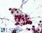 Neutrophil Cytosolic Factor 1 antibody, LS-B2365, Lifespan Biosciences, Immunohistochemistry paraffin image 