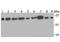 Serine And Arginine Rich Splicing Factor 3 antibody, NBP2-76892, Novus Biologicals, Western Blot image 