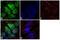 SMAD Family Member 9 antibody, 720333, Invitrogen Antibodies, Immunofluorescence image 