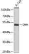 Sonic Hedgehog Signaling Molecule antibody, 14-467, ProSci, Western Blot image 