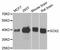 SRY-Box 2 antibody, STJ25661, St John