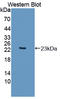 Apolipoprotein O antibody, LS-C694971, Lifespan Biosciences, Western Blot image 