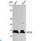 Chromobox 1 antibody, LS-C814104, Lifespan Biosciences, Western Blot image 