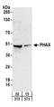 Phosphorylated Adaptor For RNA Export antibody, A303-916A, Bethyl Labs, Western Blot image 