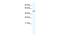 Tetratricopeptide Repeat Domain 19 antibody, PA5-68867, Invitrogen Antibodies, Western Blot image 