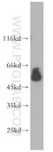 Estrogen Related Receptor Gamma antibody, 14017-1-AP, Proteintech Group, Western Blot image 
