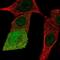 NAD(P)HX Epimerase antibody, NBP2-30626, Novus Biologicals, Immunofluorescence image 