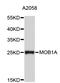 MOB Kinase Activator 1A antibody, STJ24596, St John