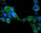Interferon Regulatory Factor 6 antibody, NBP2-67765, Novus Biologicals, Immunofluorescence image 