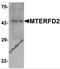 Mitochondrial Transcription Termination Factor 4 antibody, 7283, ProSci, Western Blot image 