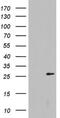 Galectin 3 antibody, NBP2-45618, Novus Biologicals, Western Blot image 