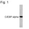 CCAAT Enhancer Binding Protein Alpha antibody, MA1-825, Invitrogen Antibodies, Western Blot image 