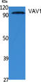 Vav Guanine Nucleotide Exchange Factor 1 antibody, STJ96406, St John