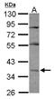 Paraoxonase 1 antibody, LS-B10783, Lifespan Biosciences, Western Blot image 