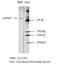 Respiratory Syncytial Virus Glycoprotein G antibody, NBP2-50410, Novus Biologicals, Western Blot image 
